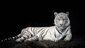 Majestic White Tiger Portrait wall art