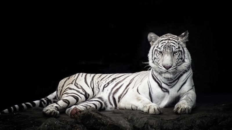 Majestic White Tiger Portrait premium reproduction