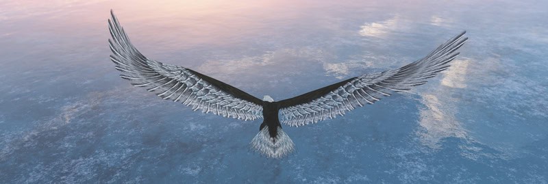 Majestic Soar: Aerial Reflections premium reproduction
