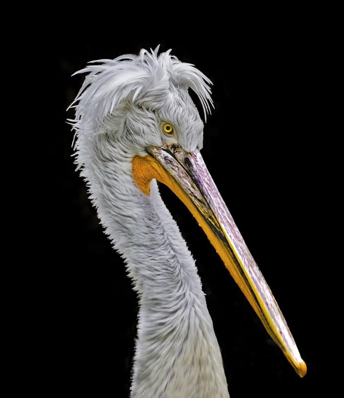 Majestic Pelican Portrait premium reproduction