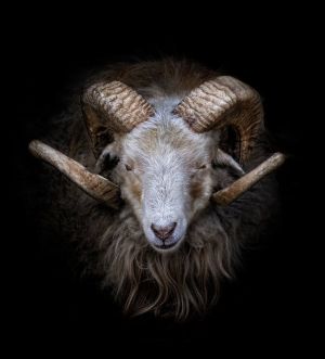 Majestic Ram: Nature's Regal Presence wall art