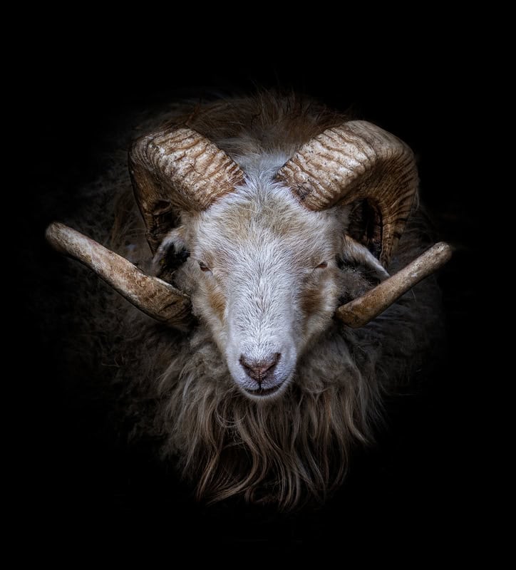 Majestic Ram: Nature's Regal Presence premium reproduction