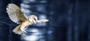 Majestic Owl in Flight - Nocturnal Grace wall art