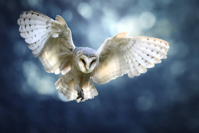 Ethereal Flight of the Barn Owl premium reproduction