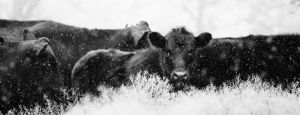 Serenity in Snow: A Meditative Herd wall art