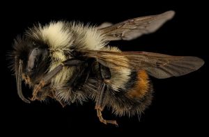 Majesty in Miniature: The Bumblebee Study wall art