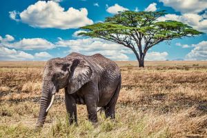 Majestic Elephant under the African Sky wall art