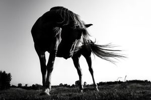 Majestic Silhouette: Equine Grace in Monochrome wall art