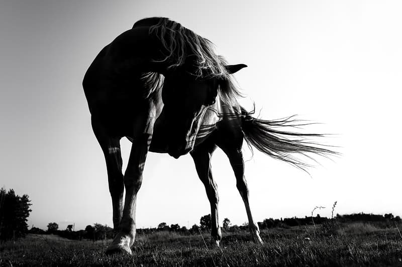 Majestic Silhouette: Equine Grace in Monochrome premium reproduction