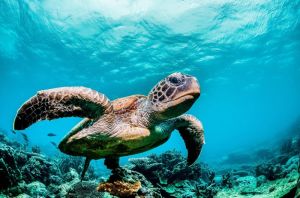 Ocean Majesty: Graceful Sea Turtle wall art