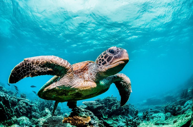 Ocean Majesty: Graceful Sea Turtle premium reproduction