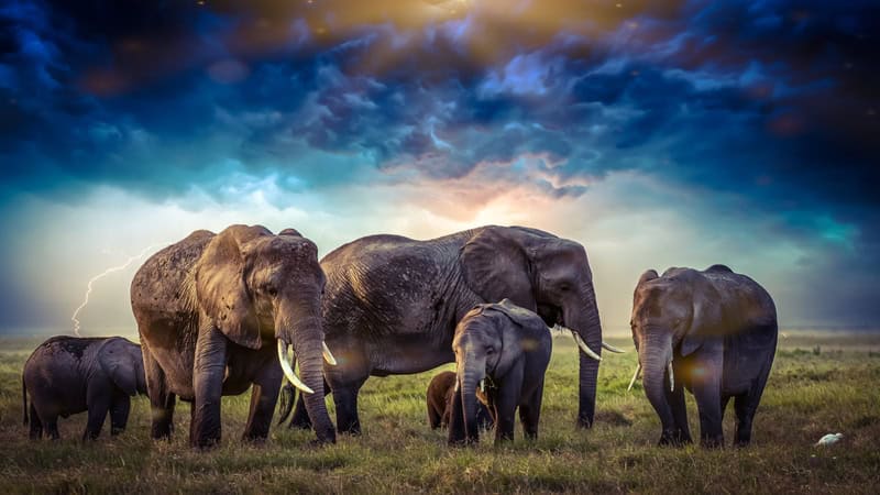 Majestic Elephants Under Stormy Skies premium reproduction