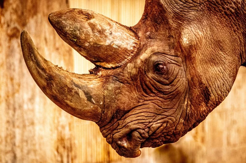Majestic Rhino: The Strength of Nature premium reproduction