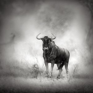 Majestic Wildebeest in Mist – Wilderness Photography wall art