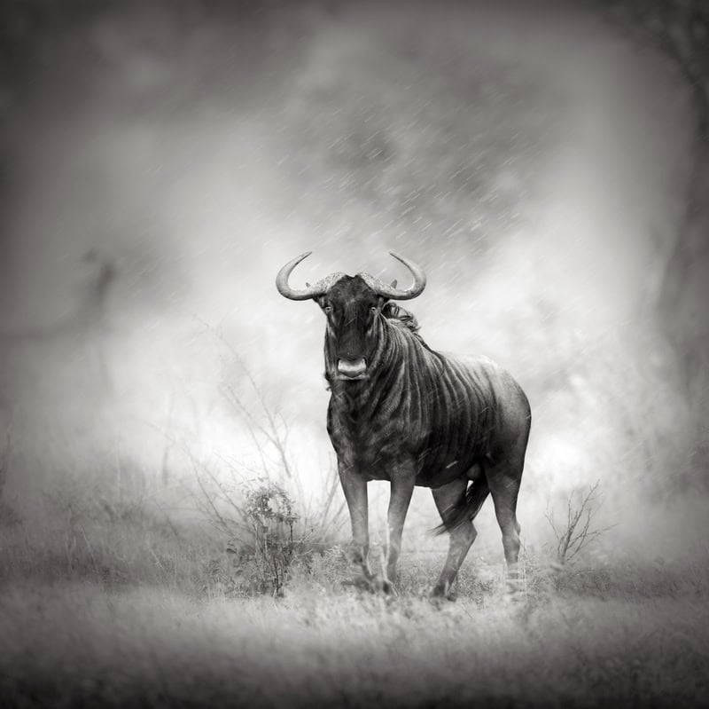 Majestic Wildebeest in Mist – Wilderness Photography premium reproduction