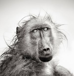Majestic Gaze: Portrait of a Wild Baboon wall art