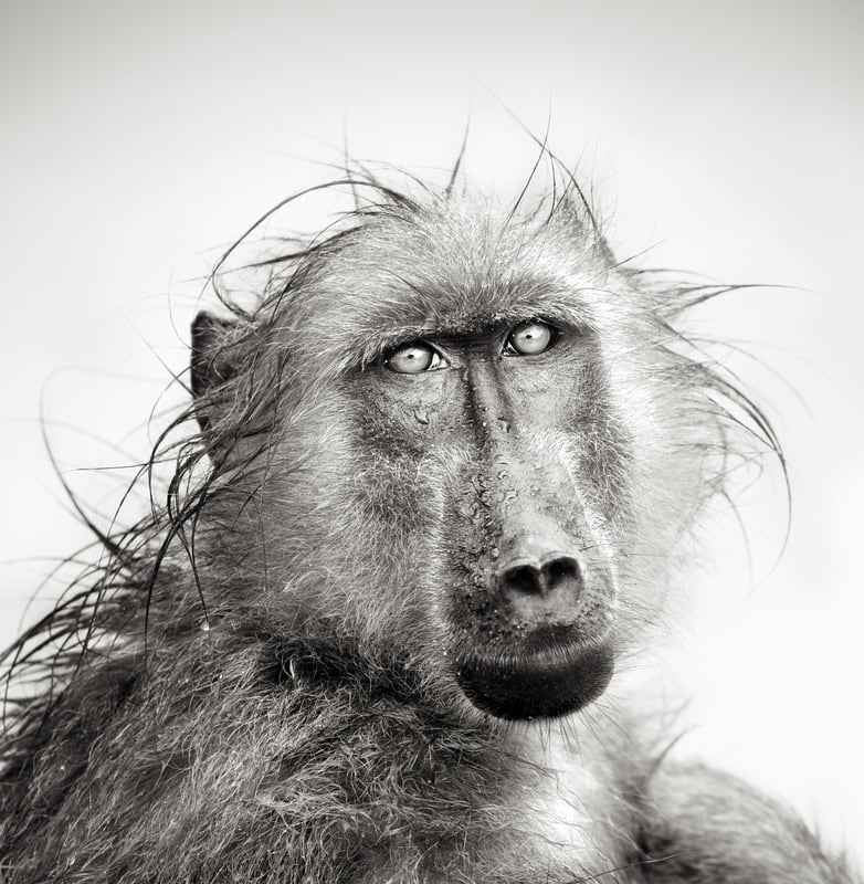 Majestic Gaze: Portrait of a Wild Baboon premium reproduction