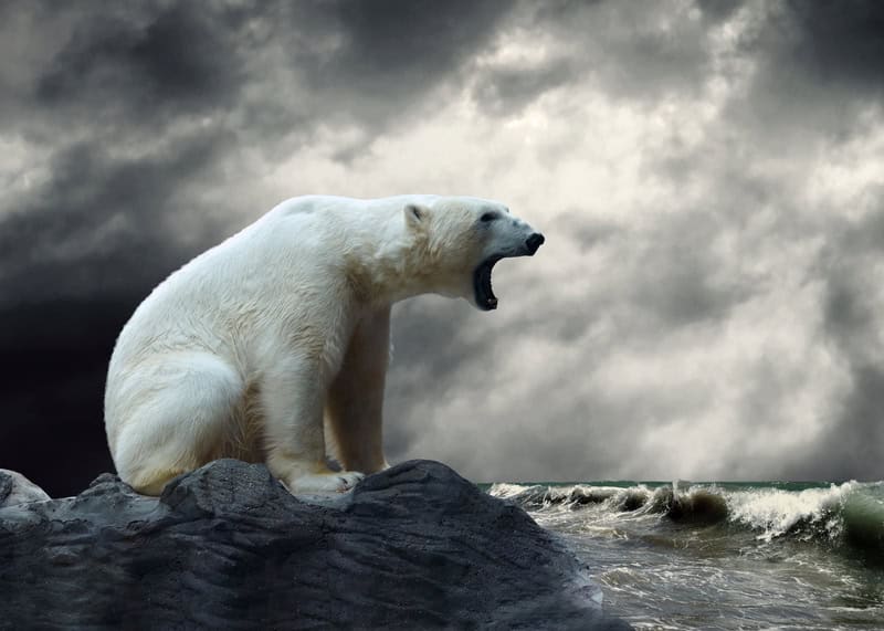 Majestic Solitude: The Polar Emissary premium reproduction