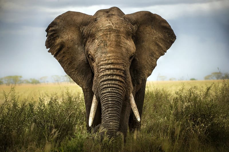 Majestic Elephant in the Wild - Fine Art Photography premium reproduction