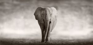 Majestic Elephant - Wilderness Essence wall art