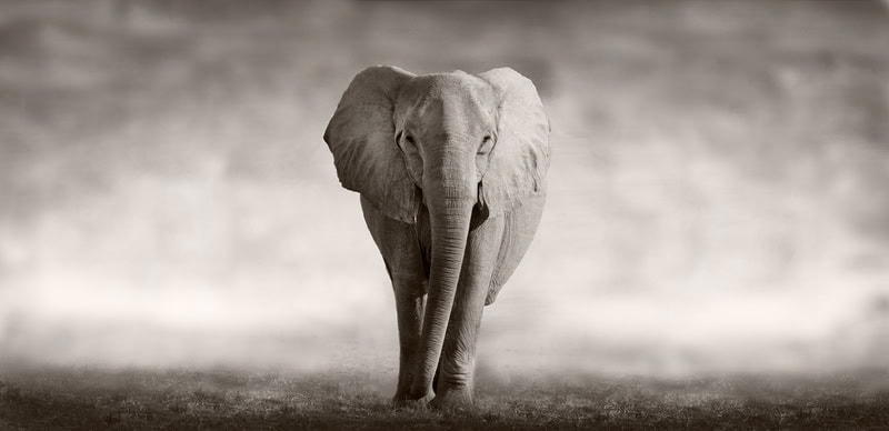 Majestic Elephant - Wilderness Essence premium reproduction