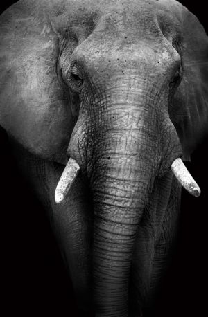Majestic Empathy: The Elephants of Our Time wall art