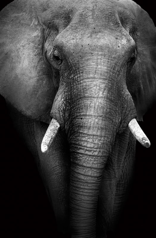 Majestic Empathy: The Elephants of Our Time premium reproduction