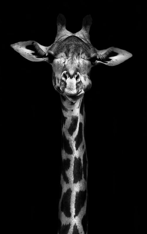 Majestic Giraffe - Black and White Elegance premium reproduction