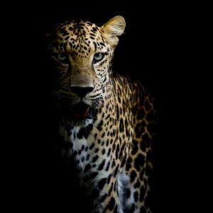 Majestic Elegance: The Leopard's Gaze wall art