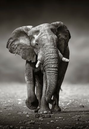 Majestic Elephant in Monochrome wall art