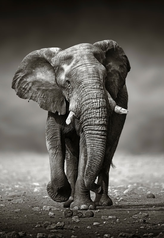 Majestic Elephant in Monochrome premium reproduction
