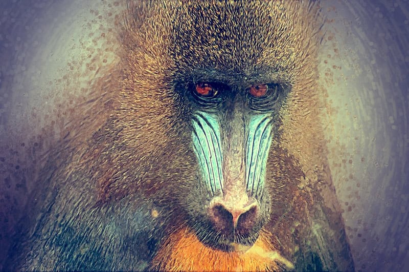Majestic Mandrill Portrait premium reproduction