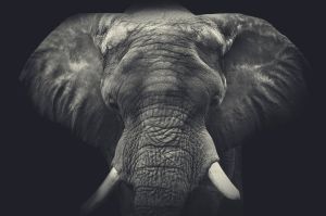 Majestic Elephant - Monochrome Majesty wall art