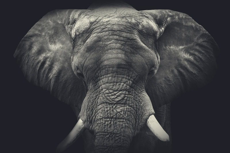 Majestic Elephant - Monochrome Majesty premium reproduction