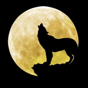 Howling Majesty: Lunar Elegance wall art