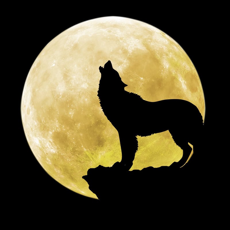 Howling Majesty: Lunar Elegance premium reproduction