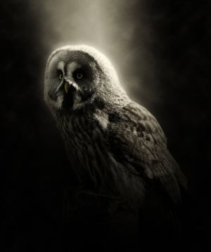 Ethereal Owl by Moonlight wall art