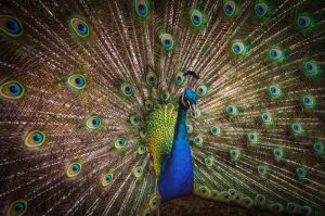 Majestic Splendor: The Peacock's Dance wall art