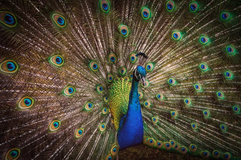 Majestic Splendor: The Peacock's Dance premium reproduction