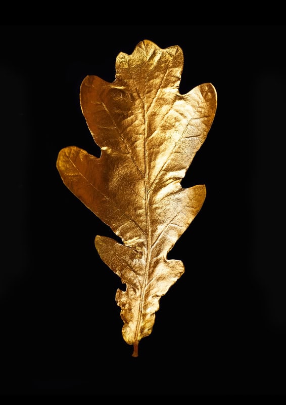 Golden Elegance: Nature's Majestic Leaf premium reproduction