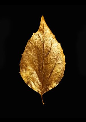Golden Elegance: A Study in Contrast wall art