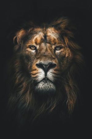 Majestic Majesty: The Lion's Realm wall art