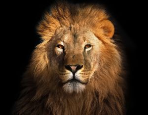 Regal Majesty: Golden Lion Portrait wall art