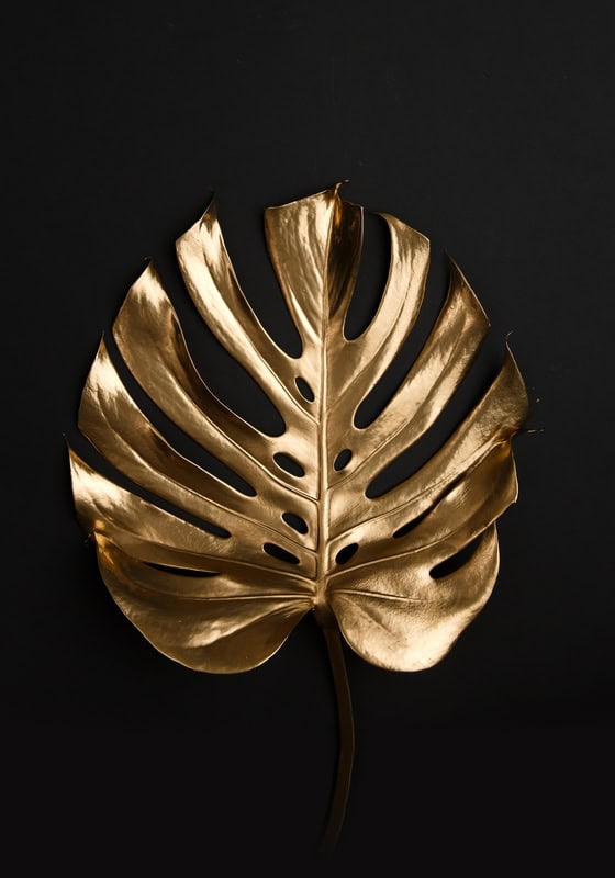 Monstera Aureate Elegance premium reproduction