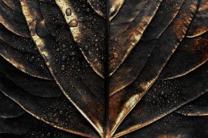 Golden Veins: Nature's Artistry wall art