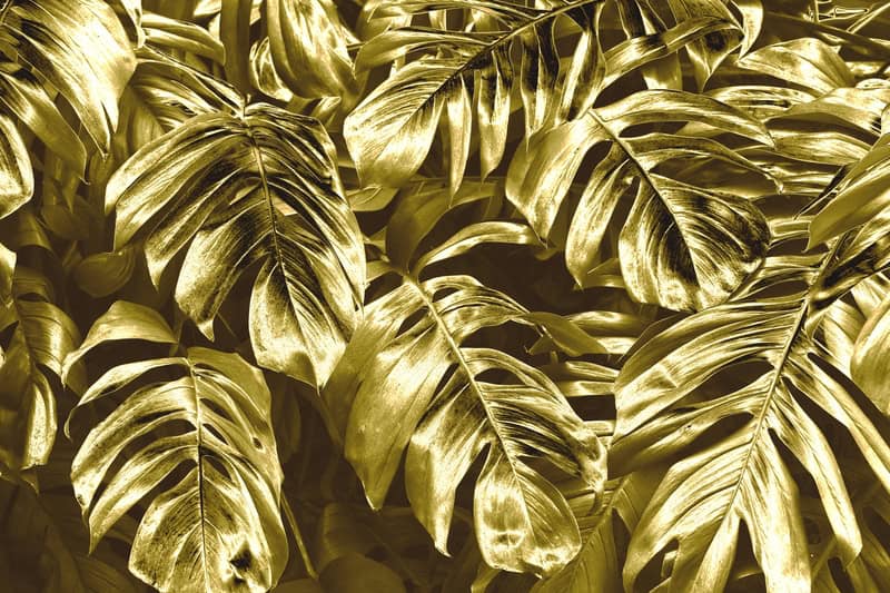 Golden Elegance: Monstera Harmony premium reproduction