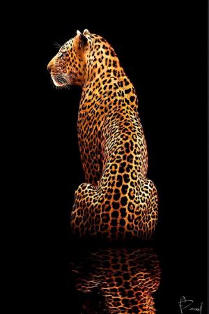 Majestic Shadows: The Golden Leopard wall art
