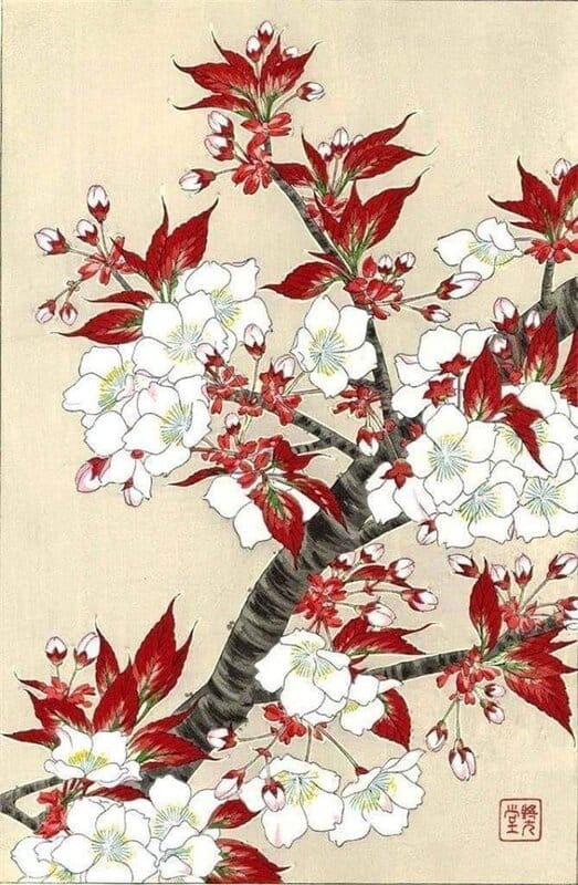 Kawarazaki Shodo: Sakura Cherry Blossoms, Circa 1950 premium reproduction