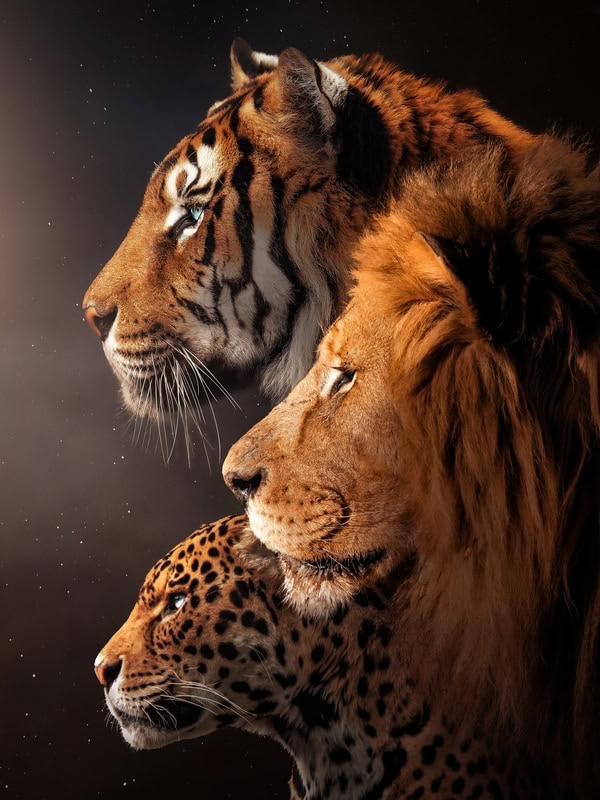 Majestic Trio: Unity of the Wild premium reproduction