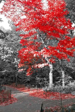 Vibrant Red Maple in Monochrome Landscape wall art